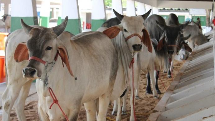 Expofeira Paraíba Agronegócios 2024 tem início domingo em João Pessoa e deve reunir 500 expositores