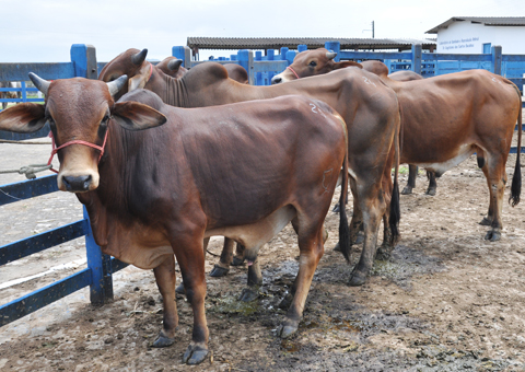 Agropecuária da Paraíba inicia nesta quarta vacinação contra febre aftosa do rebanho paraibano