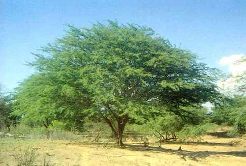 BIOMA: Assembleia aprova projeto de Nabor que garante proteção a algaroba como bioma da caatinga