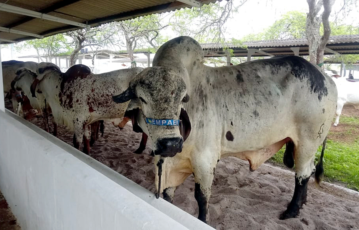 Rebanho da Empaer/PB é destaque na exposição de animais de Limoeiro