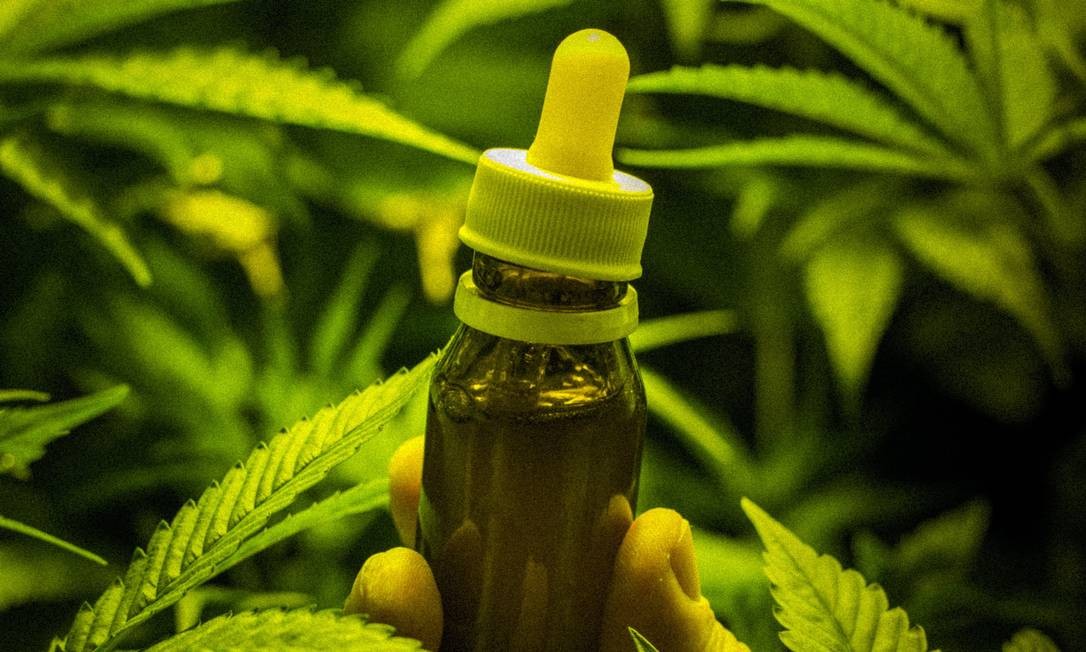 Abrace pede autorização para importar extrato e sementes de maconha para uso medicinal