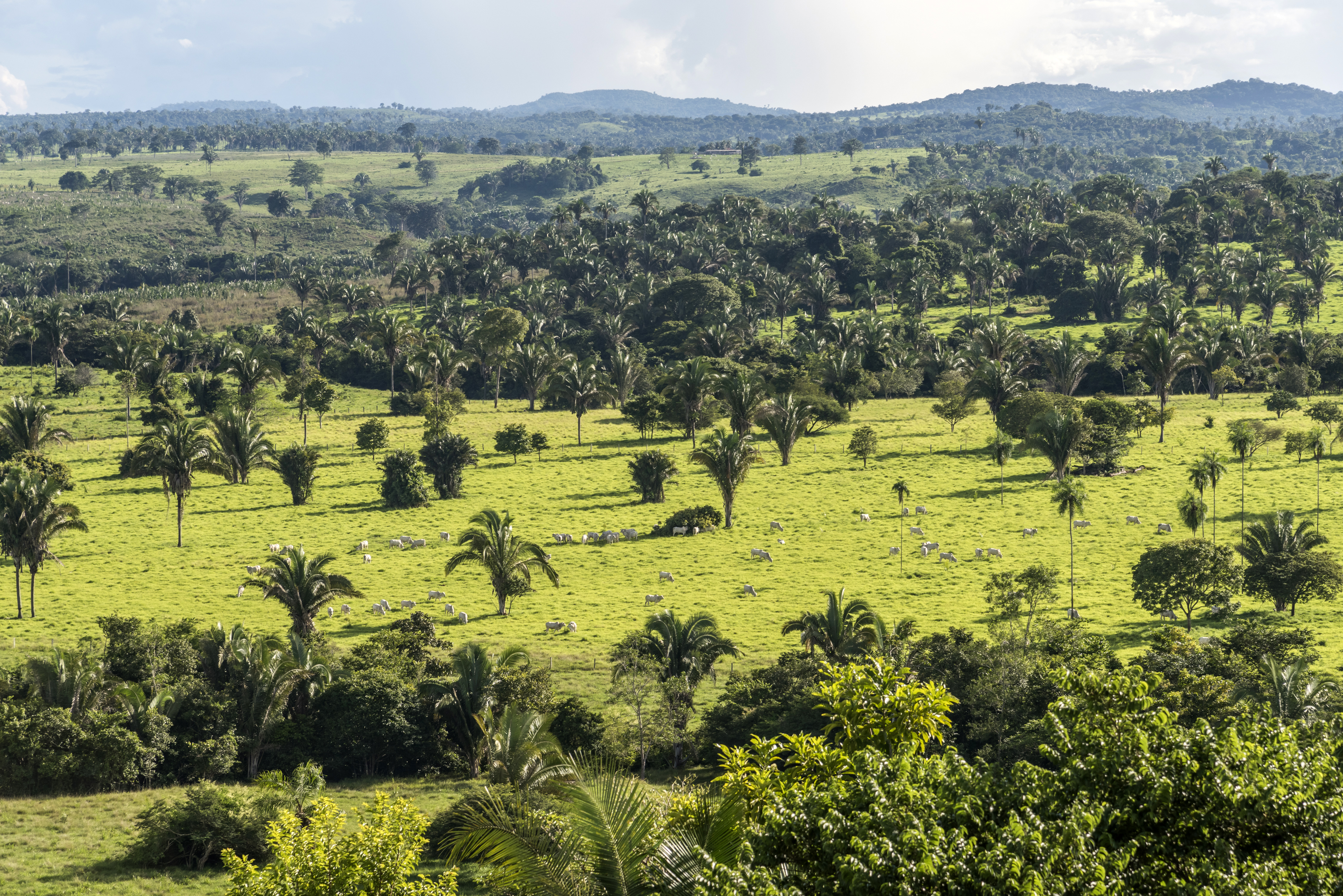 Assunto: Vista de cima de Babaçual em meio a pastagem - Fazenda Vale do Boi
Informação adicional: Região conhecida com MATOPIBA
Local: Carmolândia - TO
Data: 03/2017
Autor: Andre Dib