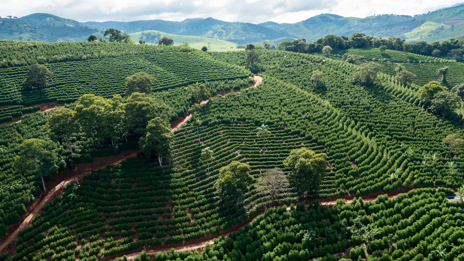 EUA maior importador de café solúvel brasileiro adquire 15,3 mil toneladas que correspondem a 17% do total exportado