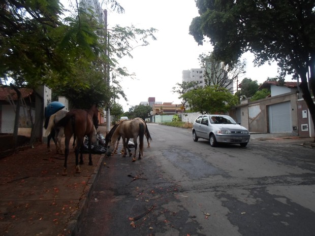 MPPB ajuíza ação para obrigar prefeitura de Bayeux a adotar providências sobre animais nas ruas