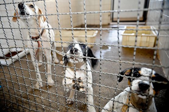 Senado anuncia pauta para esta quarta-feira e pode votar pena de prisão para quem maltratar animais