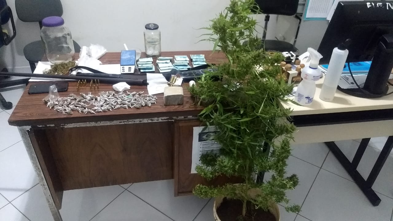 Polícia prende traficantes, apreende cocaína, dinheiro e munição em Carrapateira e na casa de um dos investigados encontra pé de maconha com 1 metro de altura