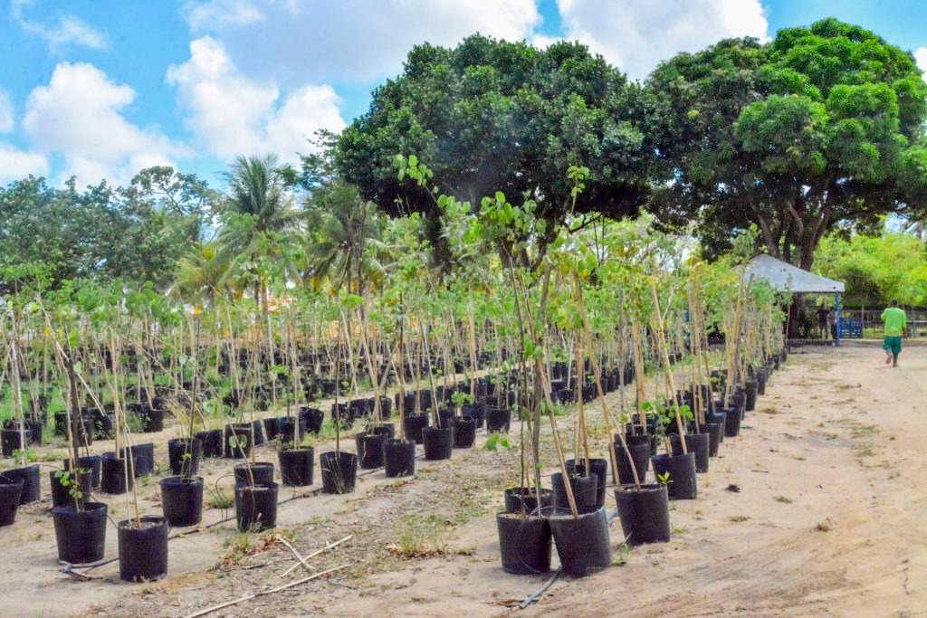 Semam deve plantar e distribuir 16.757 novas mudas de árvores em João Pessoa