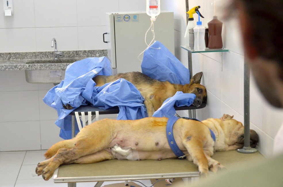 Saúde de JP agenda para esterilização de animais e cadastramento dos cuidadores