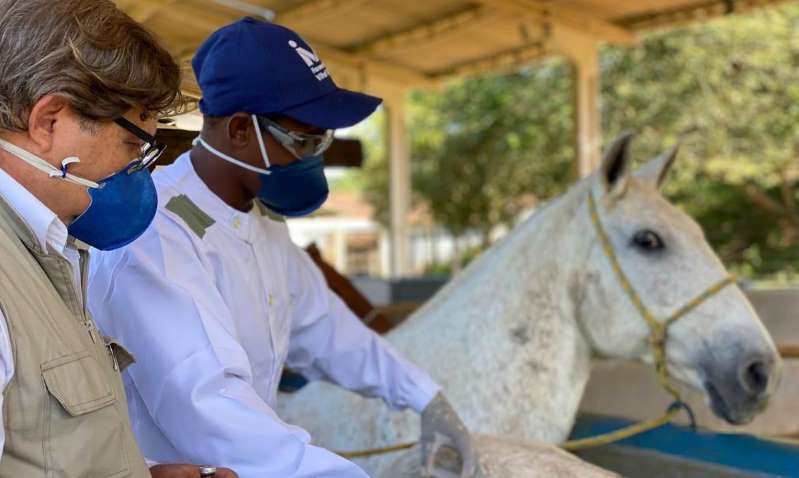 Soro brasileiro desenvolvido a partir do plasma de cavalos contra covid-19 está perto de ser testado em seres humanos