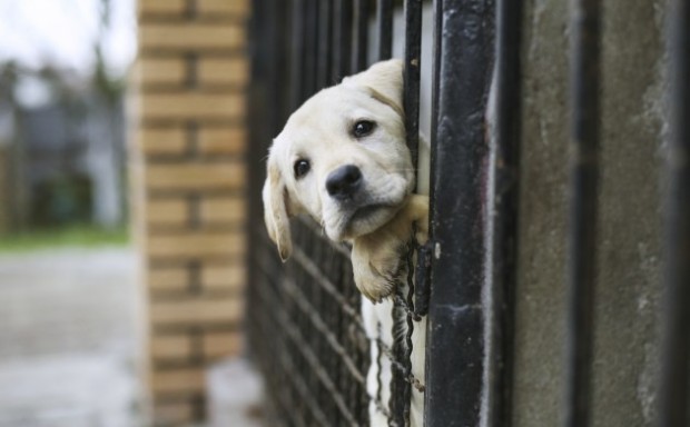 Assembleia realiza Sessão Especial nesta quarta-feira para debater a causa animal na Paraíba