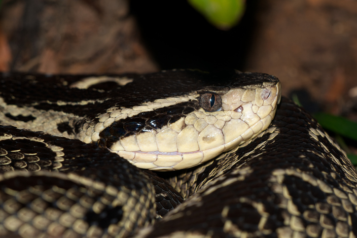 Instituto Butantã - snake Bothrops - poison - Jararacuçu.