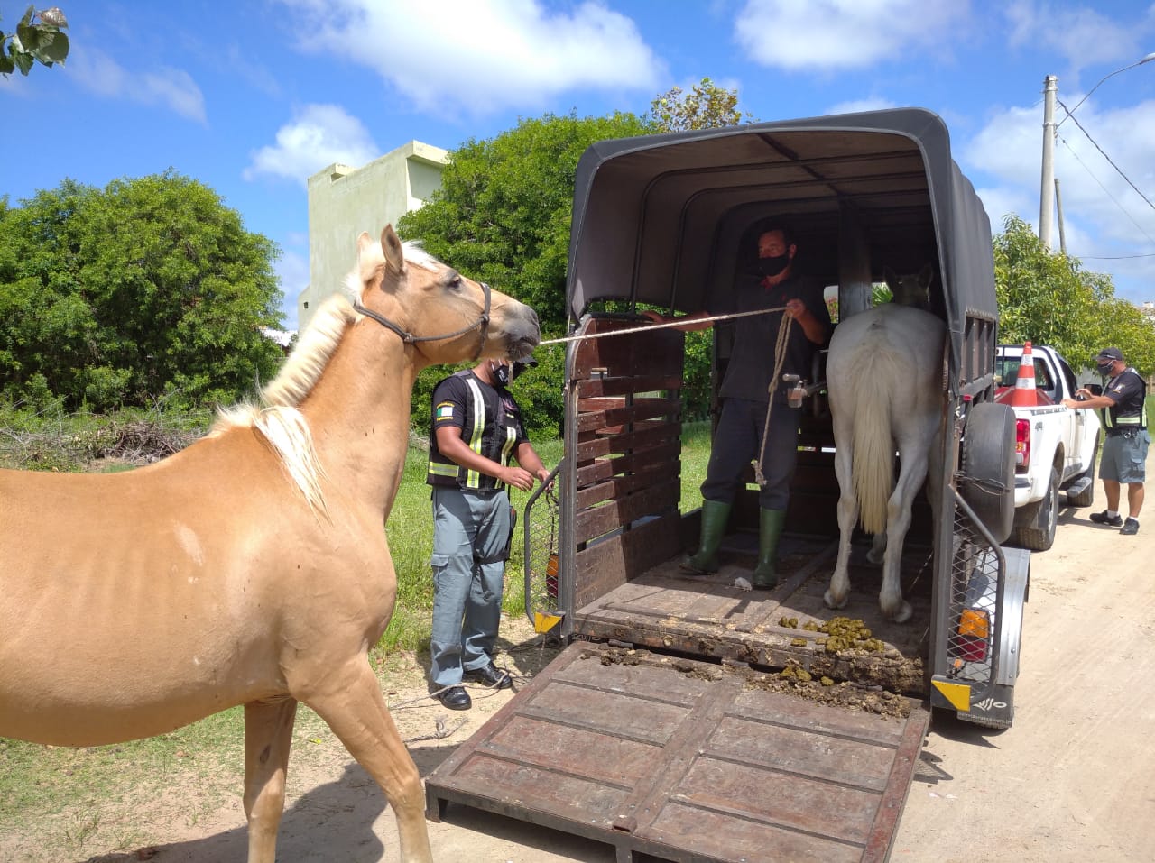 Para evitar acidentes, Centro de Manejo da Emlur apreendeu 728 animais em vias públicas de João Pessoa em 2021