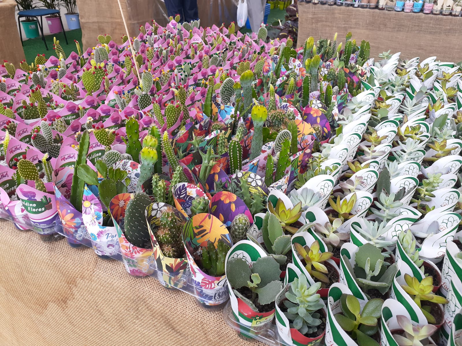 Com mais de 200 espécies de plantas e flores ornamentais, Ferreira Costa realiza "Feira de Flores de Holambra" no mês dedicado às mulheres