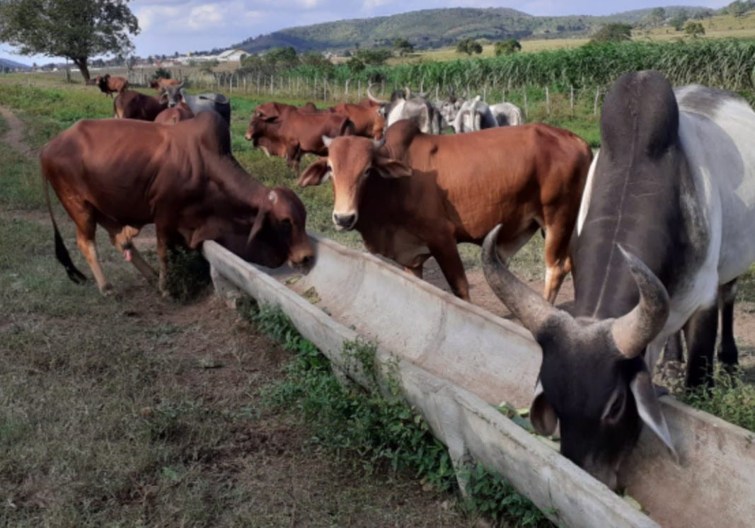 Neste sábado, Empaer-PB realiza leilão virtual de animais selecionados das raças Pardo Suíça, Guzerá e Sindi