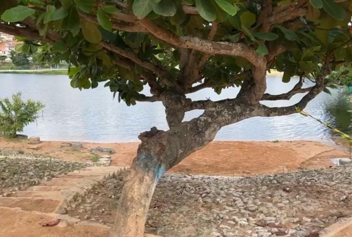 Cena macabra, populares encontram cabeça de mulher no tronco de uma árvore às margens de açude em Santa Rita