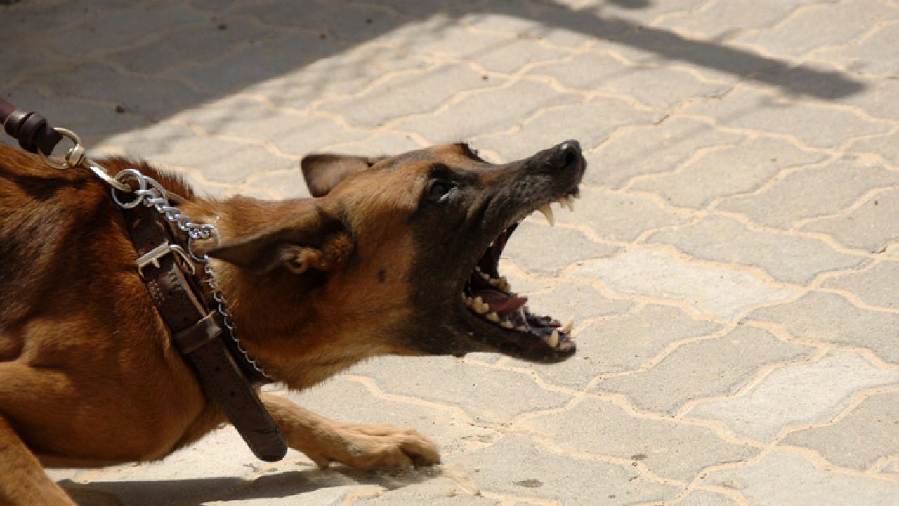 Secretaria de Saúde anuncia Dia D de Vacinação contra raiva animal neste mês de setembro