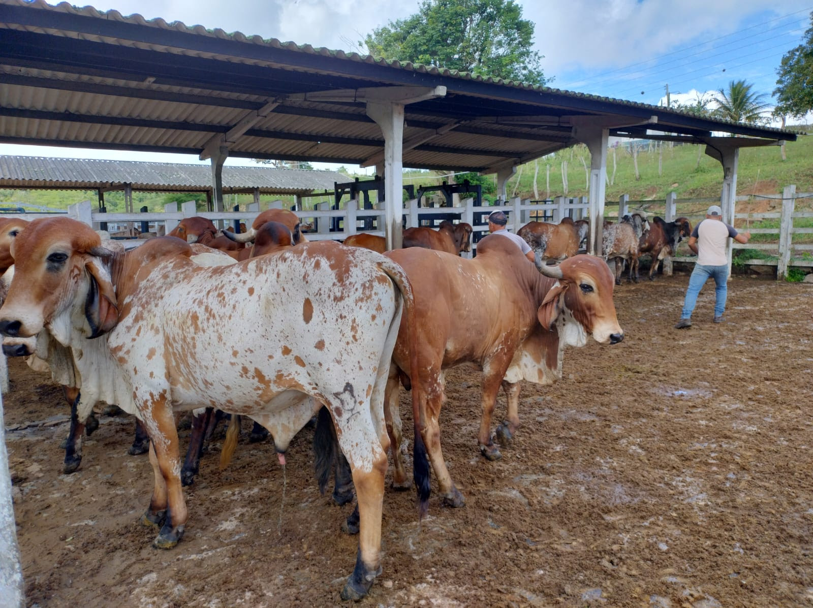 Dia 5 de agosto: Empaer realiza leilão virtual de reprodutores bovinos das raças GIR, Guzerá e Sindi