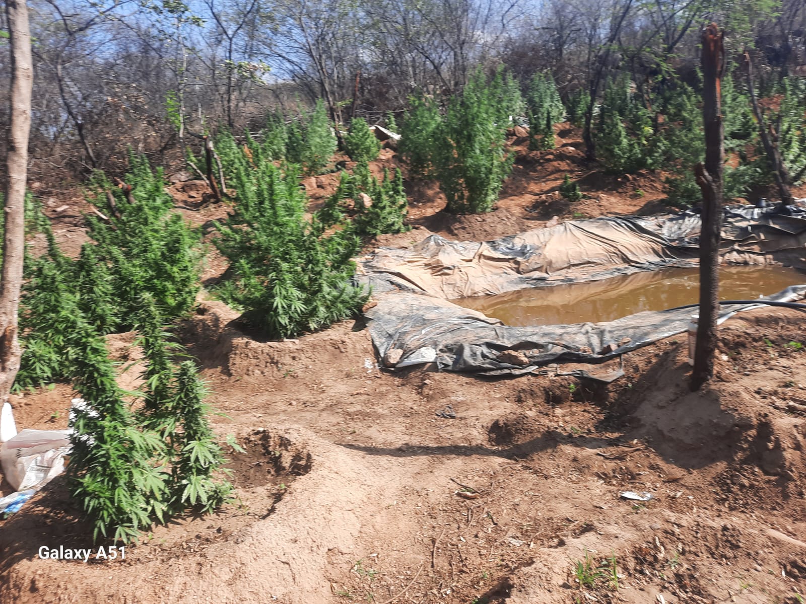 Policia Militar da Paraíba apreende 127 kg de maconha e incinera 4 mil pés da erva na zona rural de Malta