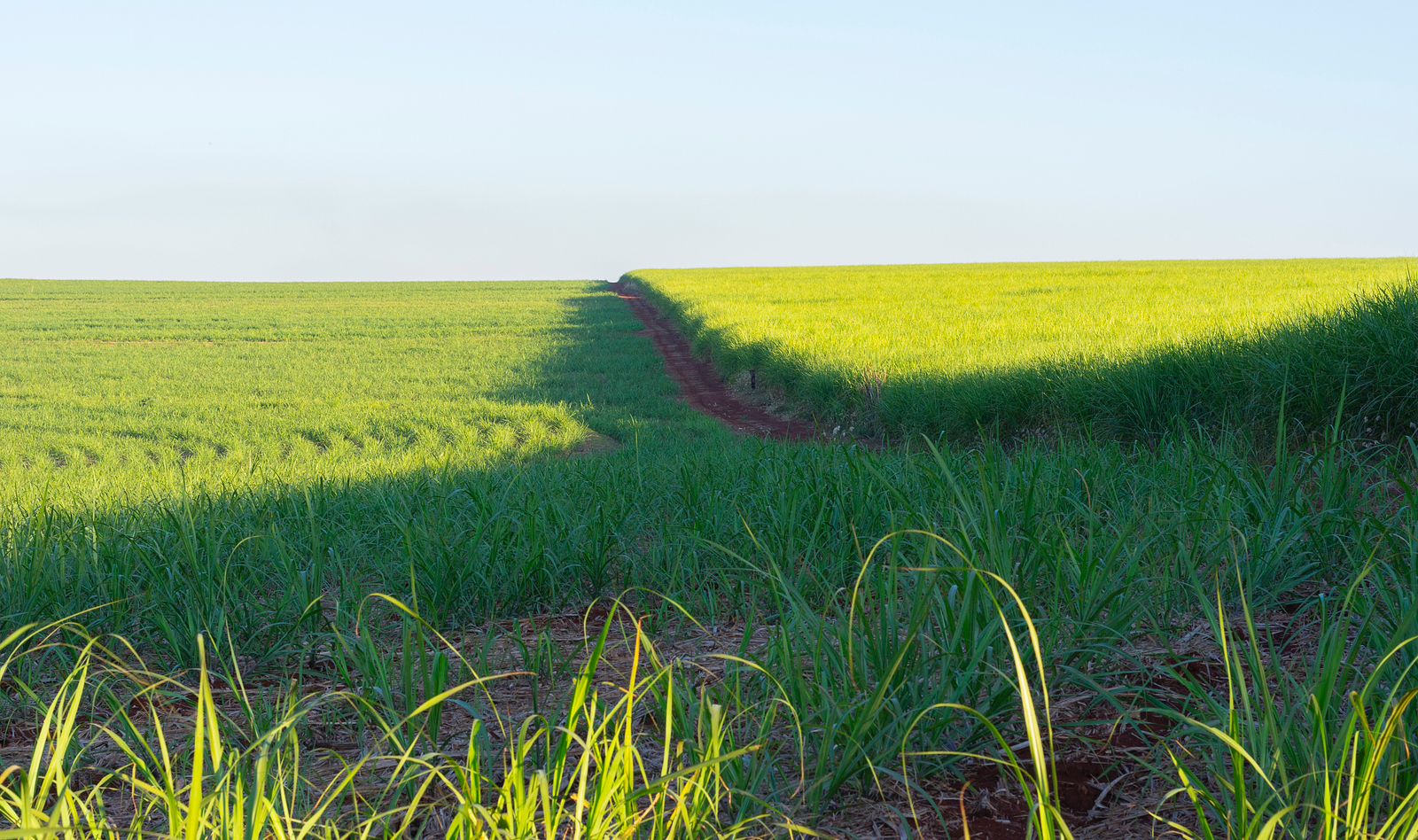 Cana-de-açúcar e hortifruti: Agrofield retorna ao mercado agrícola da Paraíba com foco na sustentabilidade