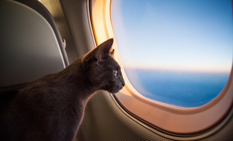 Ingresso de cães e gatos de cidadãos repatriados e refugiados de Israel serão facilitados pelo Ministério da Agricultura