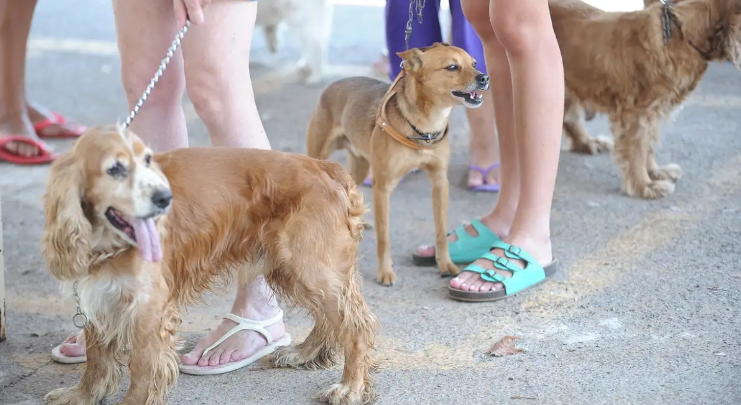 Na Paraíba: Pessoas com condições especiais podem permanecer acompanhadas por animal de suporte emocional