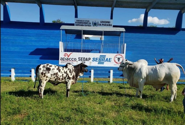 Agro: Campina Grande realiza a partir deste domingo a 54ª Expapi de equinos, bovinos, caprinos e ovinos