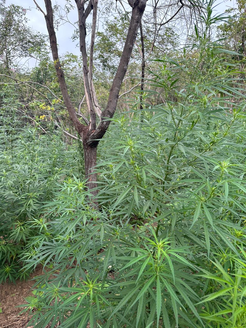 PF realiza "Operação Cachoeira" para reprimir o crime de tráfico de drogas em plantações de maconha em Cachoeira dos Índios