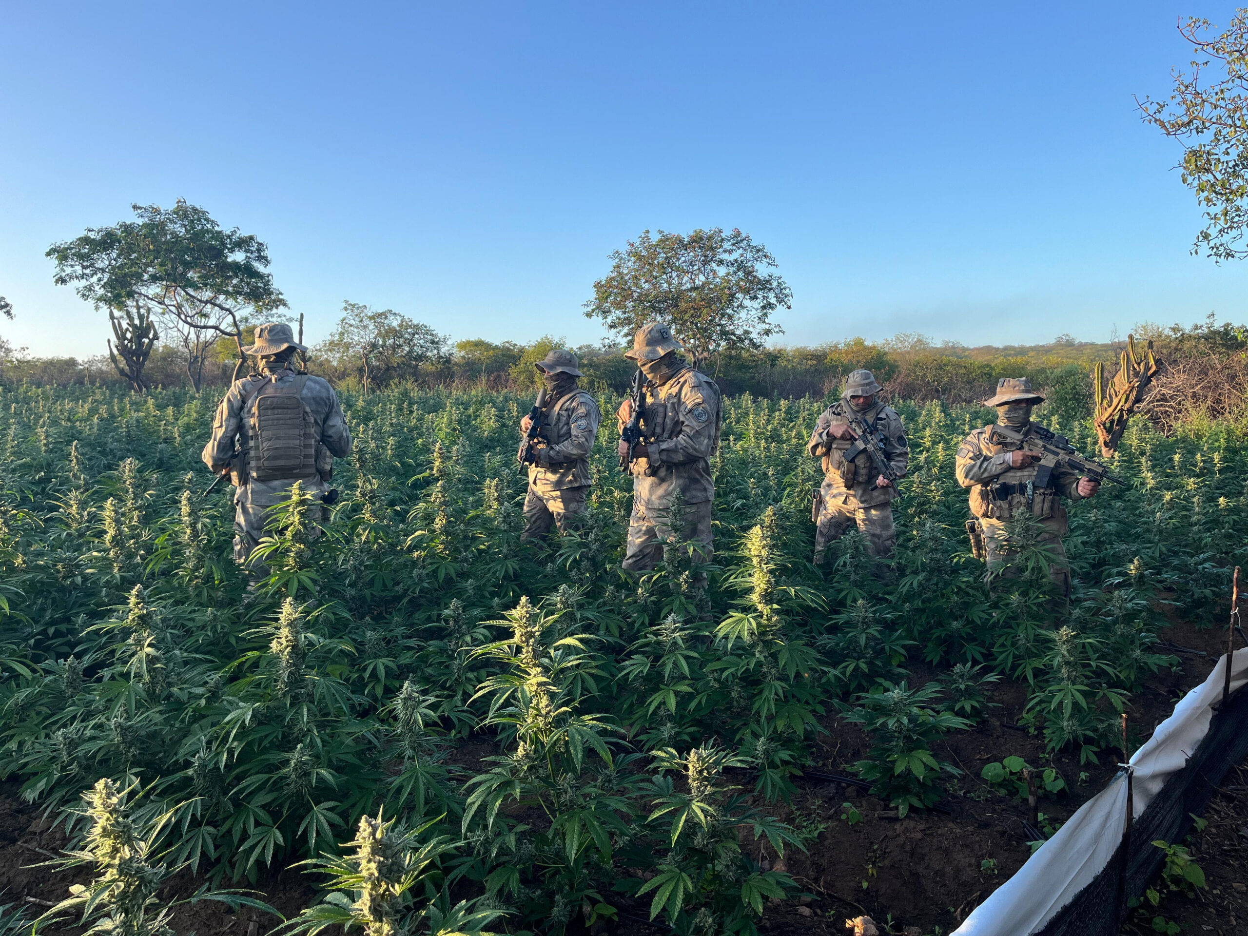 Combate ao Narcotráfico: Operação das Polícias Federal e Militar desarticula novo plantio de maconha na Região do Cariri da Paraíba